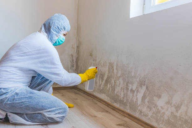 Licensed Attic Mold Remediation service in Wakefield, VA - Car Mold Remediation