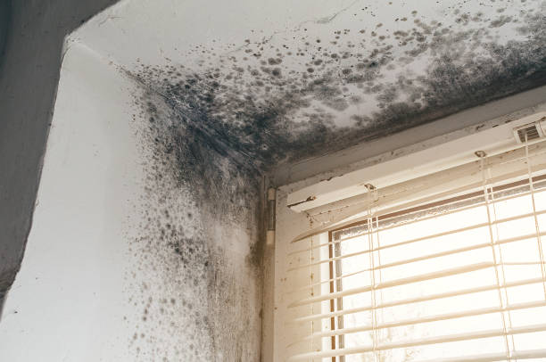Affordable Attic Mold Remediation solutions in Wakefield, VA