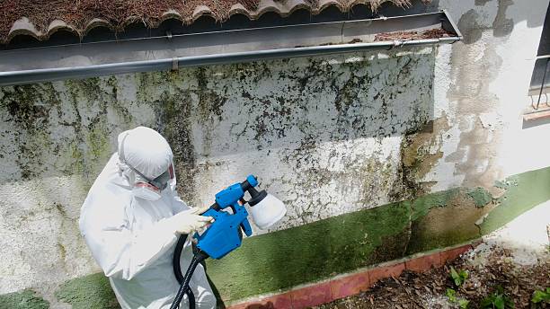 Top rated local Attic Mold Remediation specialists in Wakefield, VA